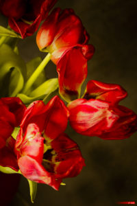 Tulips 2104-01